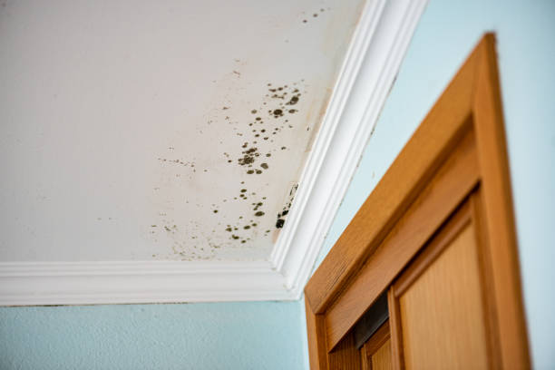 Best Crawl Space Mold Removal  in Aviston, IL