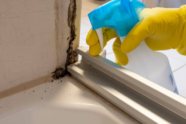 Best Commercial Mold Removal  in Aviston, IL