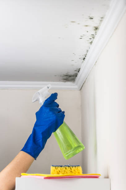 Best Toxic Mold Removal  in Aviston, IL