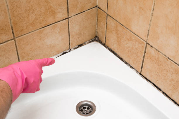 Best Mold Remediation  in Aviston, IL
