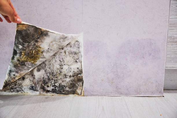 Mold Testing and Removal in Aviston, IL